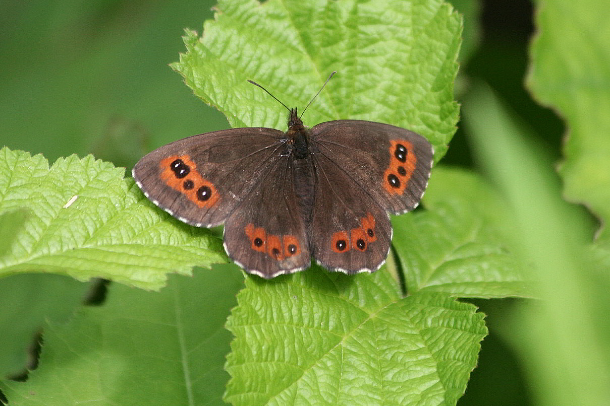 Erebia ligea?